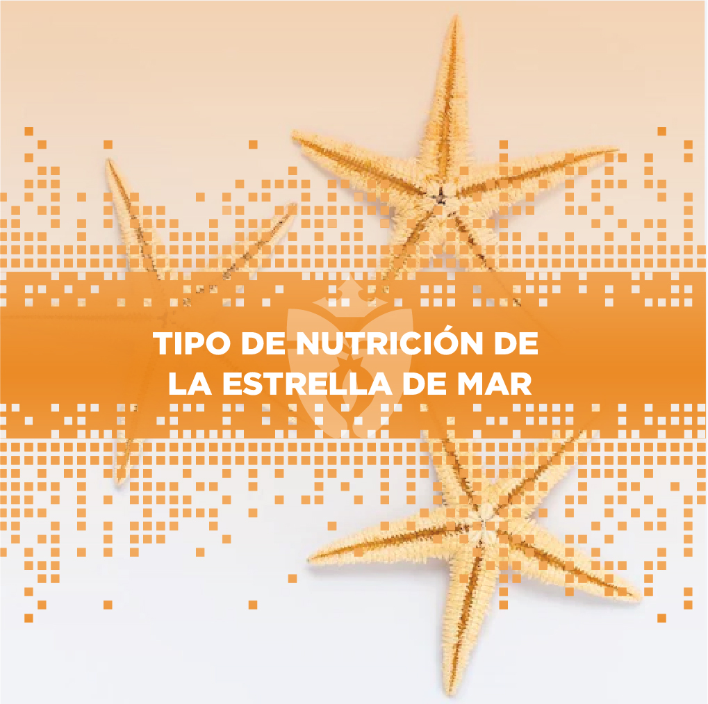 https://www.cfireinaisabel.com/wp-content/uploads/2021/08/Tipo-de-nutricion-de-la-estrella-de-mar.jpg