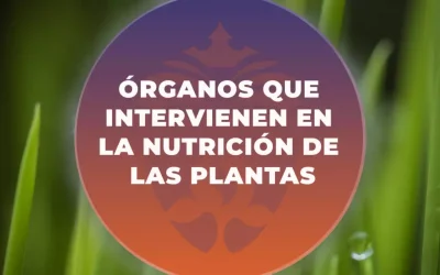 Órganos que intervienen en la nutrición de las plantas